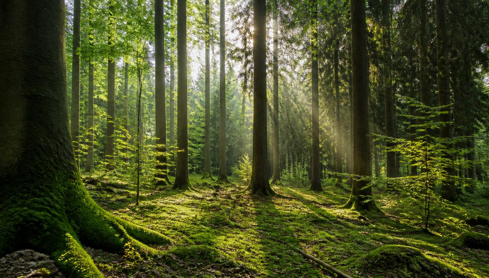 Nebliger Wald bei Sonnenaufgang